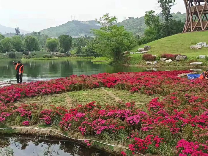人工浮动湿地 